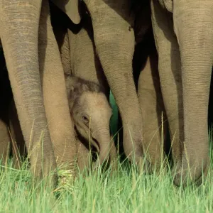 Elefante asiático/indio joven en el grupo de la manada. Parque Nacional Corbet, India Elefante asiático/indio joven en el grupo de la manada. Parque Nacional Corbet, India