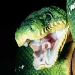 Emerald Tree Boa Print, Gaping Forest Canopy Emerald Tree Boa Print, Gaping Forest Canopy