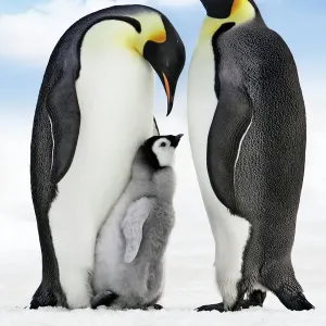 Emperor Penguin Print - Two Adults with Chick Emperor Penguin Print - Two Adults with Chick