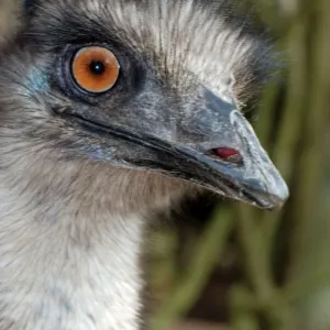 Emu Print - Dromaius novaehollandiae Australia