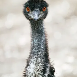 EMU Head Print, Dromaius novaehollandiae