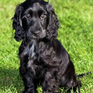 English Cocker Spaniel Print English Cocker Spaniel Print