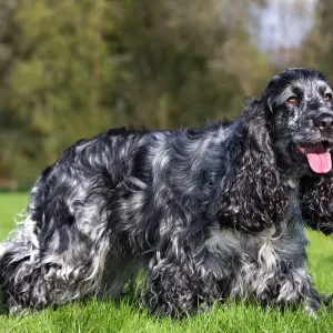English Cocker Spaniel Print English Cocker Spaniel Print