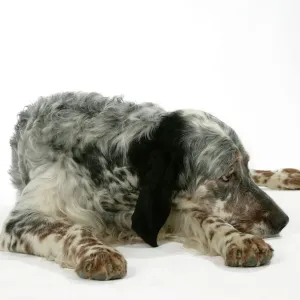 English Setter Lying Down Print English Setter Lying Down Print