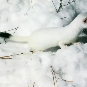 Ermine in Snow Print Ermine in Snow Print