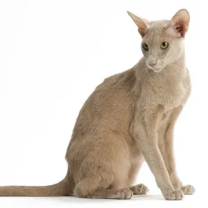 Fawn Oriental Cat Print Fawn Oriental Cat Print