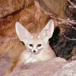 Fennec Fox LB-11512 Print Fennec Fox LB-11512 Print