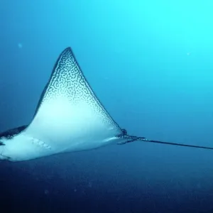 Aigle ray pointu des Galapages Aigle ray pointu des Galapages