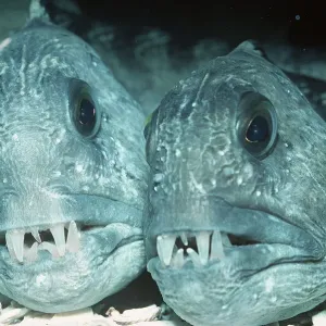 POISSON LOUP - paire POISSON LOUP - paire