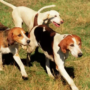 Foxhound Print JAM-165 UK Foxhound Print JAM-165 UK