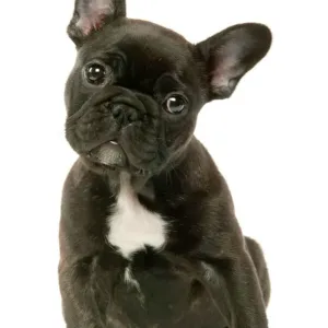 French Bulldog Puppy Print French Bulldog Puppy Print