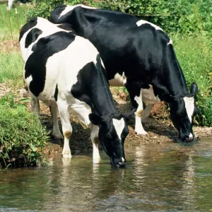 Friesian Cows Print - River Scene JD-17892