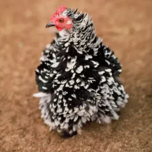 Pollo de Frizle Bantam