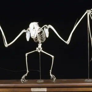 Fruit Bat / Flying Fox Skeleton Print KEL-1153 Fruit Bat / Flying Fox Skeleton Print KEL-1153