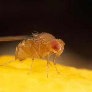 Fruit Fly - Wild Type UK Print SPH-176 Fruit Fly - Wild Type UK Print SPH-176