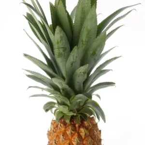 Pineapple Print LA-1042 by Jean Michel Labat Pineapple Print LA-1042 by Jean Michel Labat