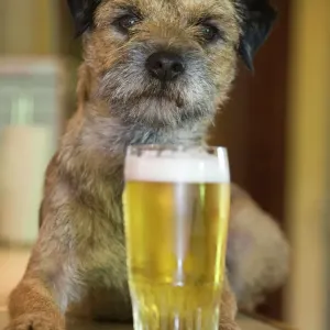 Border Terrier in a Pub with Beer Print Border Terrier in a Pub with Beer Print