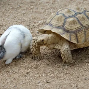 Conyelobos con tortuga Conyelobos con tortuga
