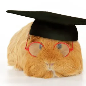 Guinea Pig in Academic Attire Print Guinea Pig in Academic Attire Print