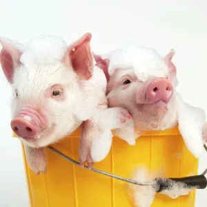 Amusing Piglet Soap Suds Print JD-23484 Amusing Piglet Soap Suds Print JD-23484
