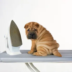 Shar Pei Puppy with Iron on Ironing Board Print Shar Pei Puppy with Iron on Ironing Board Print