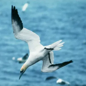Northern Gannet Print Northern Gannet Print