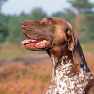 German Short-haired Pointer Dog Print JD-14625 German Short-haired Pointer Dog Print JD-14625