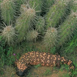 Gila-Monster