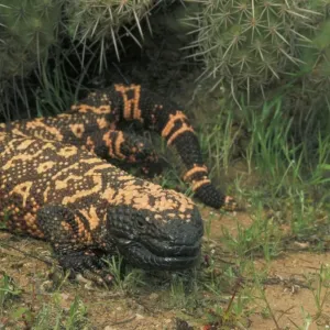 Gila Monster Print - Venomous Lizard in Saguaro Cactus Boot Gila Monster Print - Venomous Lizard in Saguaro Cactus Boot