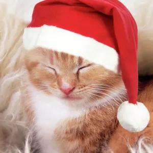 Ginger Cat Kitten Print Ginger Cat Kitten Print