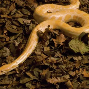 Burma-Python