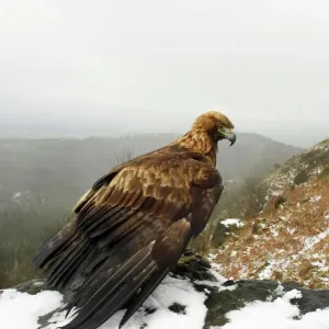 Golden Eagle ROY-446 Print, North Yorkshire Golden Eagle ROY-446 Print, North Yorkshire