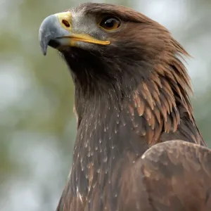 Golden Eagle Close-up Print Golden Eagle Close-up Print