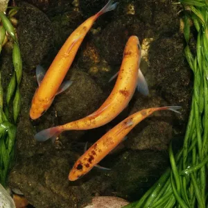 Golden Orfe Print - Leuciscus idus Golden Orfe Print - Leuciscus idus