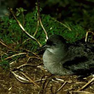 Short-tailed Shearwater Print