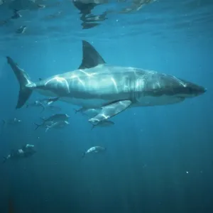 Great White Shark Print VT-3886 Great White Shark Print VT-3886