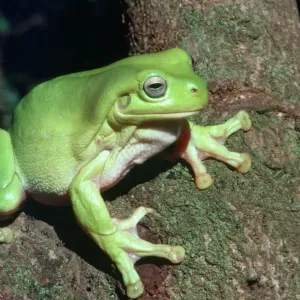 Litoria caerulea Print Litoria caerulea Print