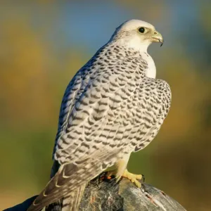 Gyr Falcon Portrait Print Gyr Falcon Portrait Print