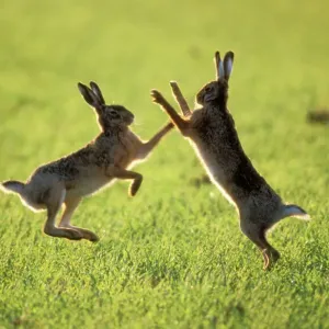 Hares Boxing Print - Lepus europaeus Hares Boxing Print - Lepus europaeus