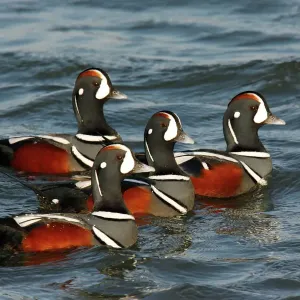 Harlequin Duck Print, Histrionicus histrionicus Harlequin Duck Print, Histrionicus histrionicus