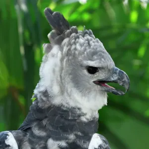 Harpy Eagle Print - Belize Harpy Eagle Print - Belize