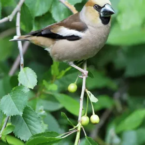 Hawfinch perched in a cherry tree, Lower Saxony, Germany - Print Hawfinch perched in a cherry tree, Lower Saxony, Germany - Print