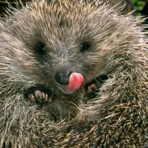 Hedgehog Print - Curled Up in Ball Hedgehog Print - Curled Up in Ball