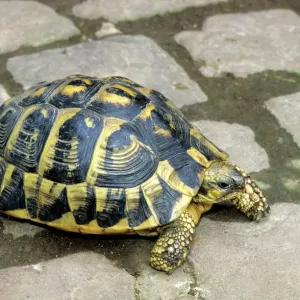 La tortuga de Hermann La tortuga de Hermann