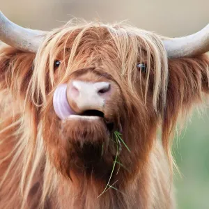 Highland Cattle grazing in Norfolk marsh, UK - Print Highland Cattle grazing in Norfolk marsh, UK - Print