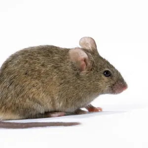 House Mouse JD-17054 Studio Print House Mouse JD-17054 Studio Print