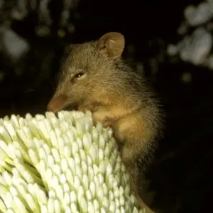 Honey Possum Print Honey Possum Print