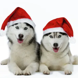 Husky Dogs Christmas Print Husky Dogs Christmas Print