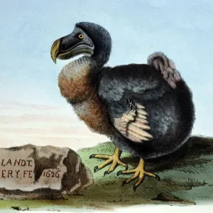 Flightless Bird Print: Dodo Flightless Bird Print: Dodo