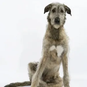 Irish Wolfhound JD-18778 Print by Ardea Irish Wolfhound JD-18778 Print by Ardea